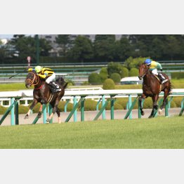 前走は完勝