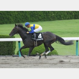 初ダートの安芸Sを解消