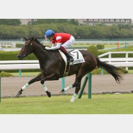 この舞台で新馬勝ち