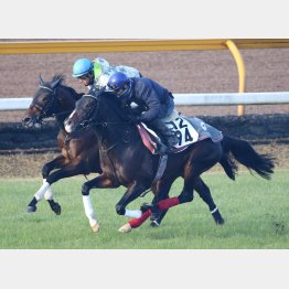 外の3歳馬と併入した