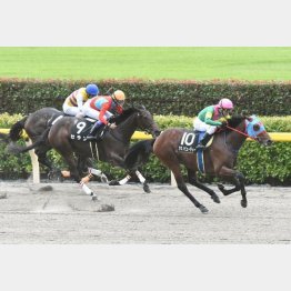 タガノビューティーはダートで連勝