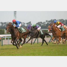 京阪杯②③着馬がエントリー