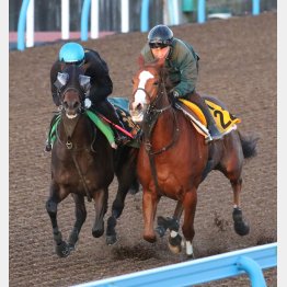 サンクテュエール(左)は古馬オープン馬と併せ馬