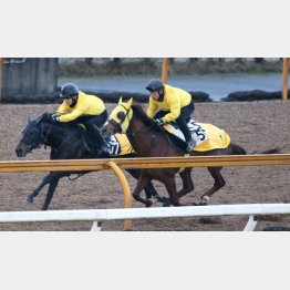 今週は古馬と併入（左）