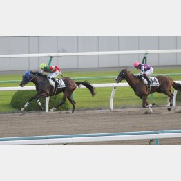 ダートに転向して3連勝中