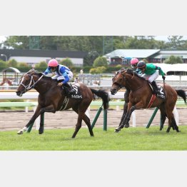 横山武とのコンビで横津岳特別をＶ