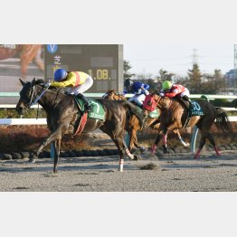 カペラSは圧勝