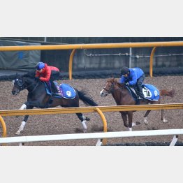 ペルシアンナイトは併せに3馬身先着