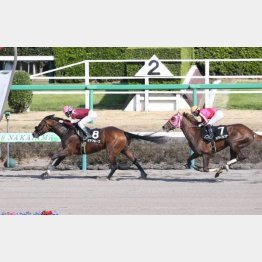 ３歳時には同舞台の伏竜Ｓを快勝