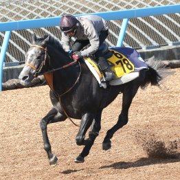 【金鯱賞】堀厩舎の遅れてきた大物サトノソルタスは「ここでも通用」