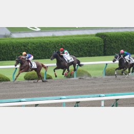 未勝利勝ちは同舞台だったバイザディンプル