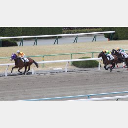 11頭立ての２走前は②着