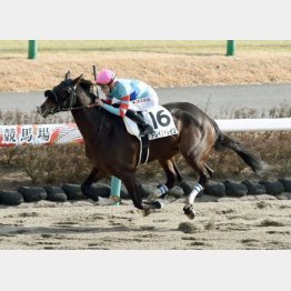 ２走前は４馬身差で逃げ切った