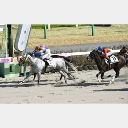 前走はこれまでにない競馬で２勝目