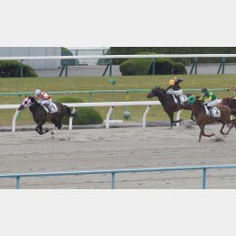 前走は京都で快勝したサージュミノル