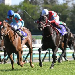 月曜阪神９ｒ 甲武特別 出走全馬の特選情報 日刊ゲンダイ競馬