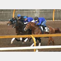 水曜はペルシアンナイト（中）と併せた（サトノは内）