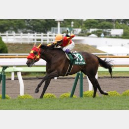 7頭立ての昨年はカイザーメランジェが逃げ切り