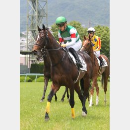 先週のシュヴァリエローズでディープは早くも2勝目