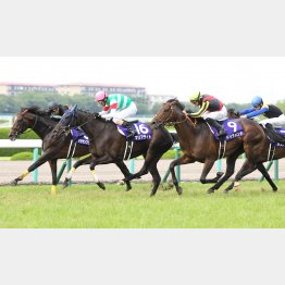 牝馬マリアライト(中央)が勝ってドゥラメンテ(右)が②着