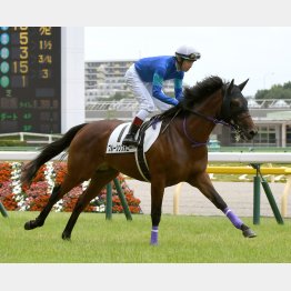 ブルーキャットが勝ってスクリーンヒーロー産駒は今期の新馬２勝目