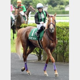 ①着バビット(内田騎手)「スピードにスタミナも持ち合わせてる」