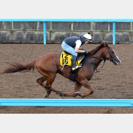 ナランフレグは併せに先着