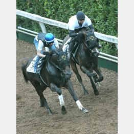 ダイメイ(左)が1馬身半先着