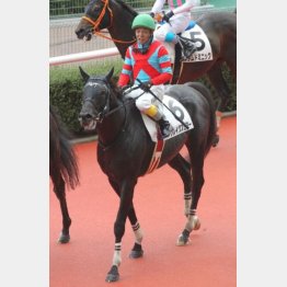 小倉サマージャンプ 夏の名物を制するのは 日刊ゲンダイ競馬