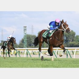 未勝利に続き、新潟マイルで連勝