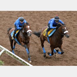 1馬身先着した(右)