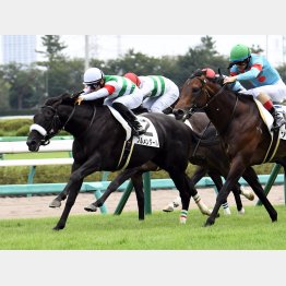 月曜中山のブルメンダールがモーリス産駒の13勝目に