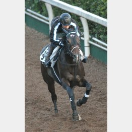 今週は坂路で力強く伸びた