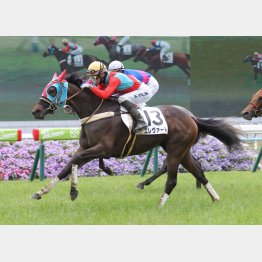 京都の未勝利戦を快勝