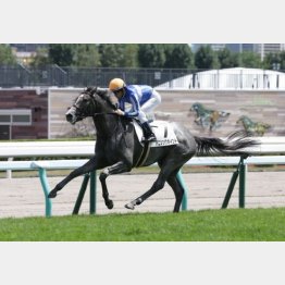 新馬戦は大楽勝
