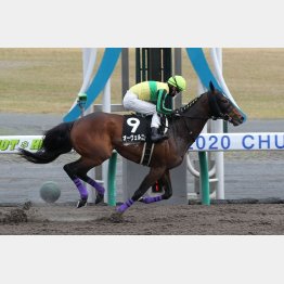 オーヴェルニュは春に名古屋城Sを快勝