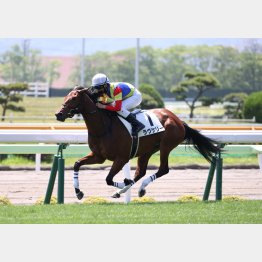 デビュー戦は完勝だった