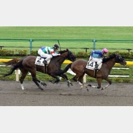 3走前は同舞台で快勝