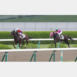 2走前は阪神で完勝だったプリモダルク