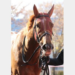 大阪杯で牡馬を玉砕