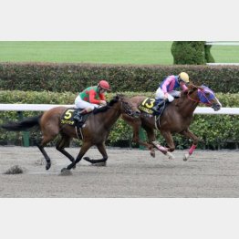 前走はまだ余裕ありでの勝利