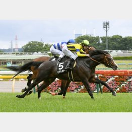 2走前の青嵐賞でV