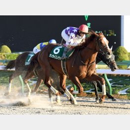 武蔵野Sを制して波に乗るサンライズノヴァが相手筆頭
