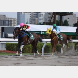 エルムSで重賞勝ち