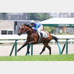 キズナ産駒バスラットレオンの中京マイルは〝?〟