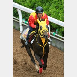 牝馬同士なら一変がある