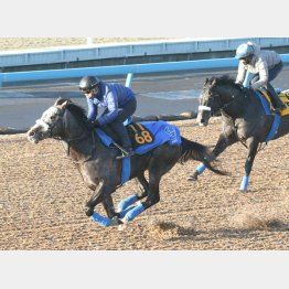 馬なりでも軽快な動きのプラチナトレジャー