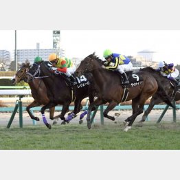 土曜中山メインのカーバンクルSは10→6→15番人気で決着