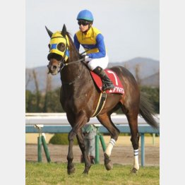 京都で行われた昨年はエアアルマスが勝利