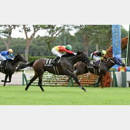 豊栄特別が強い勝ちっぷり